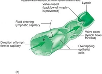 Lenf Sıvısı Lenf Dolaşımı Nasıl Gerçekleşir? Lenf Sıvısı Lenf Dolaşımı Nasıl Gerçekleşir?